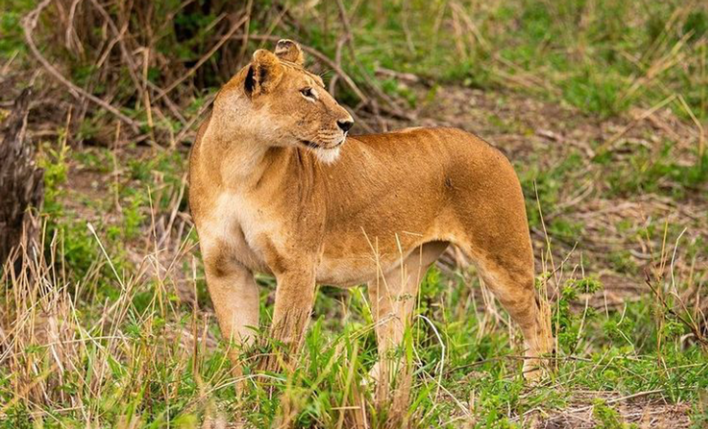 THE HOME OF LIONS in Ruaha, Tanzania