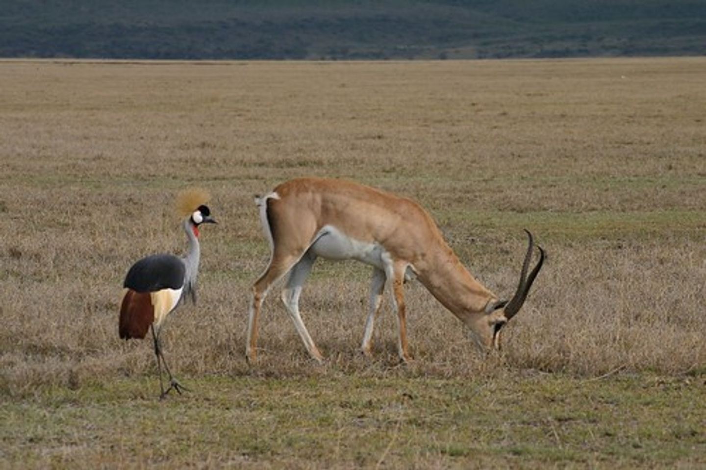 6 Days Tanzania Big 5 Serengeti Luxury Lodge Safari
