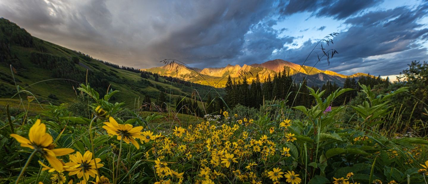 Wildflowers of Colorado 2025
