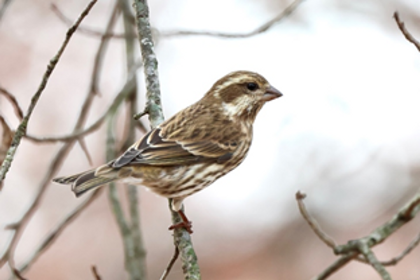 Winter Birding, Greenville, SC 2025