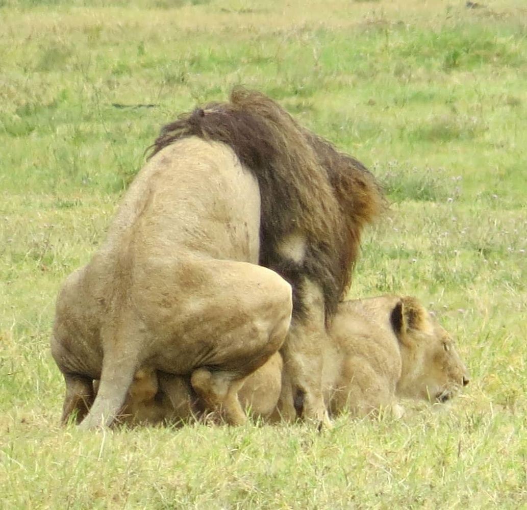 4-Day Private Safari Serengeti, Tarangire & Ngorongoro