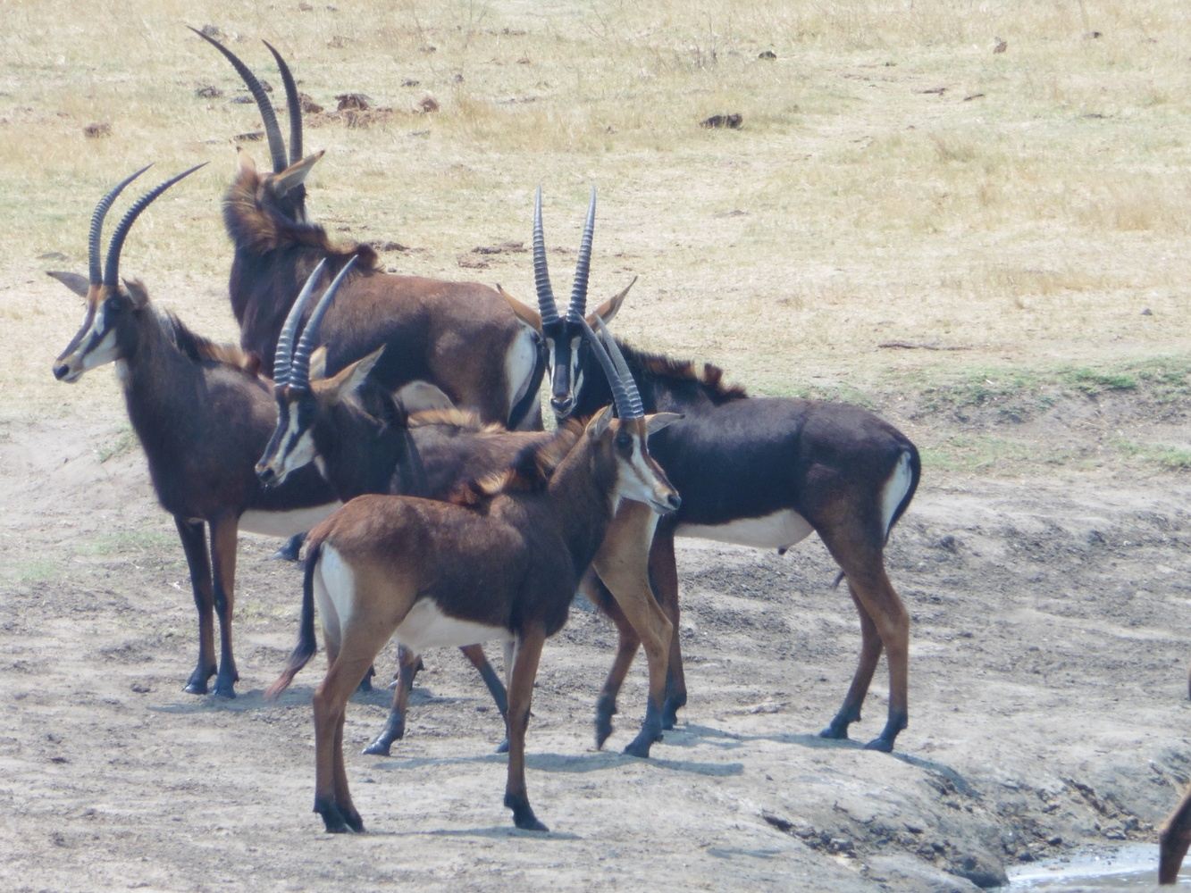 4 days  safari tour in hwange national park Staying at Inganyana Camp
