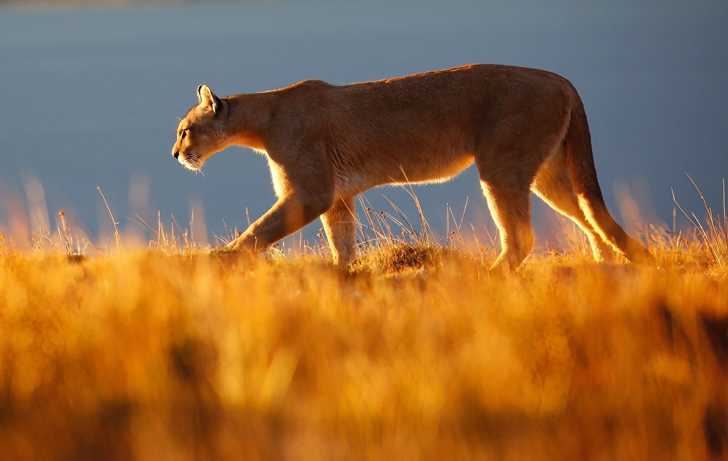 Puma Quest - Patagonia - Chile