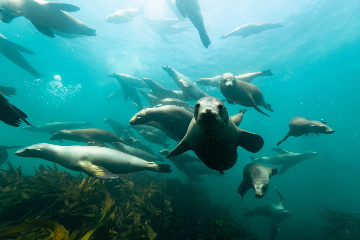 Dive the Corridor in cabo san lucas, mexico