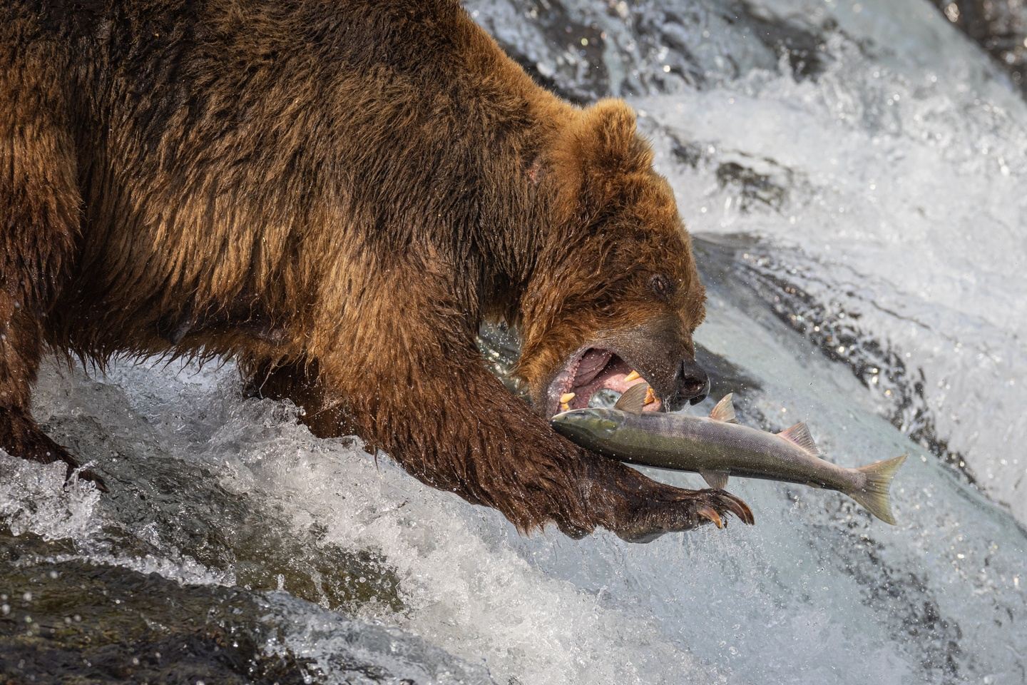 Bears of Katmai National Park 2025 II