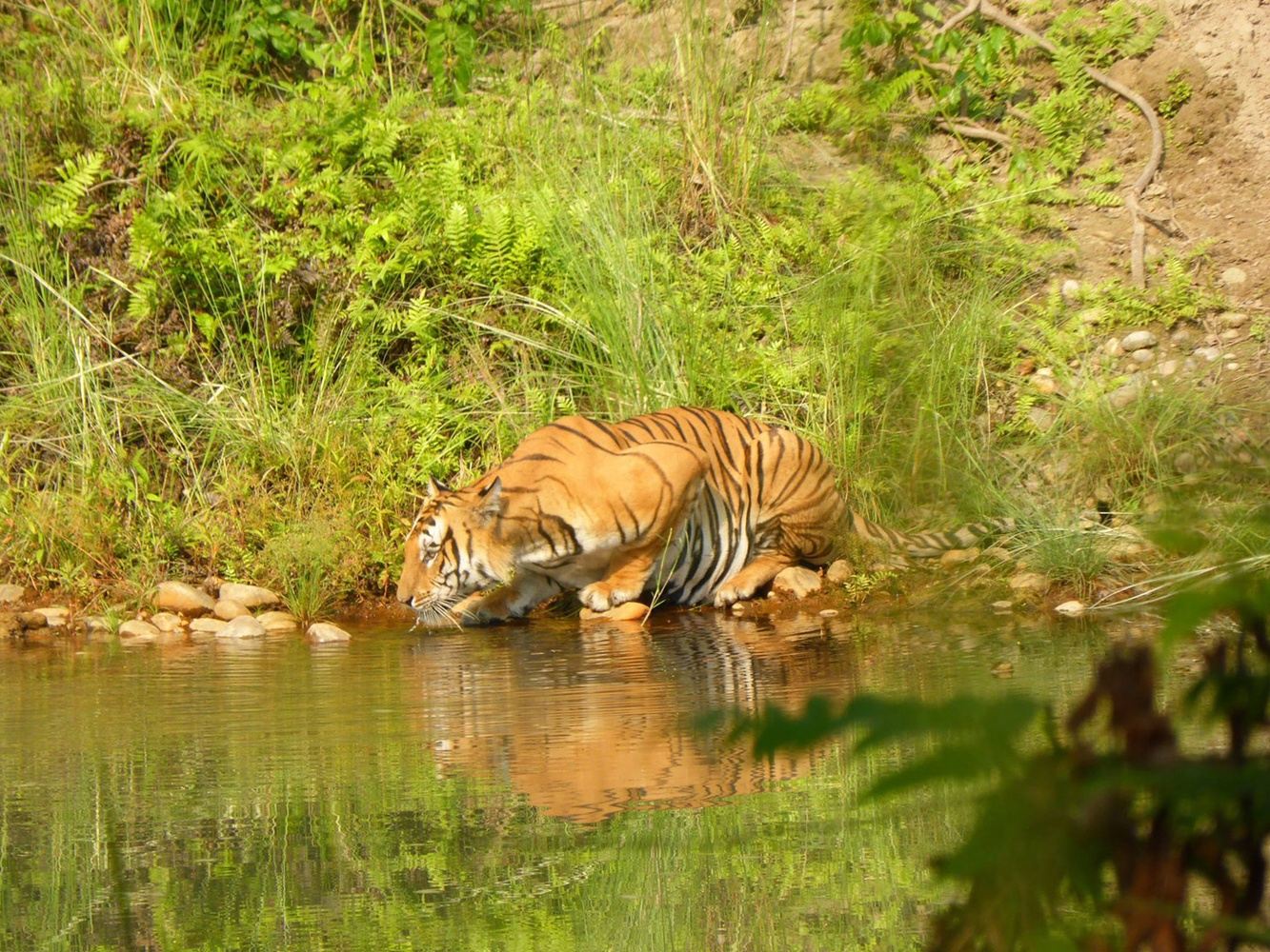 Bardiya Jungle Safari In Kathmandu 44600 Nepal