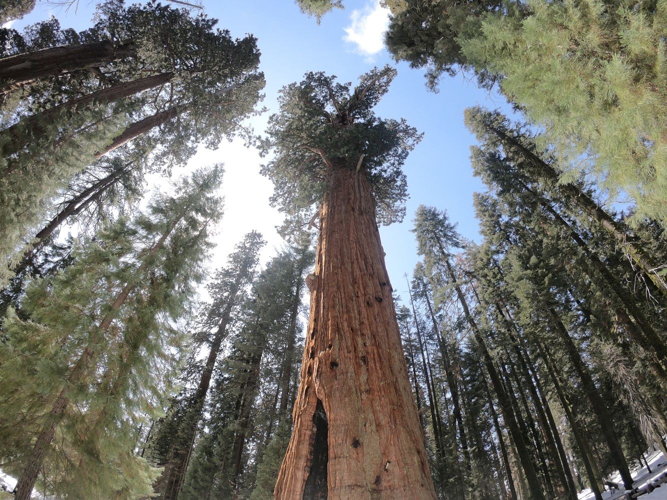 Spring Renewal in the Sequoias