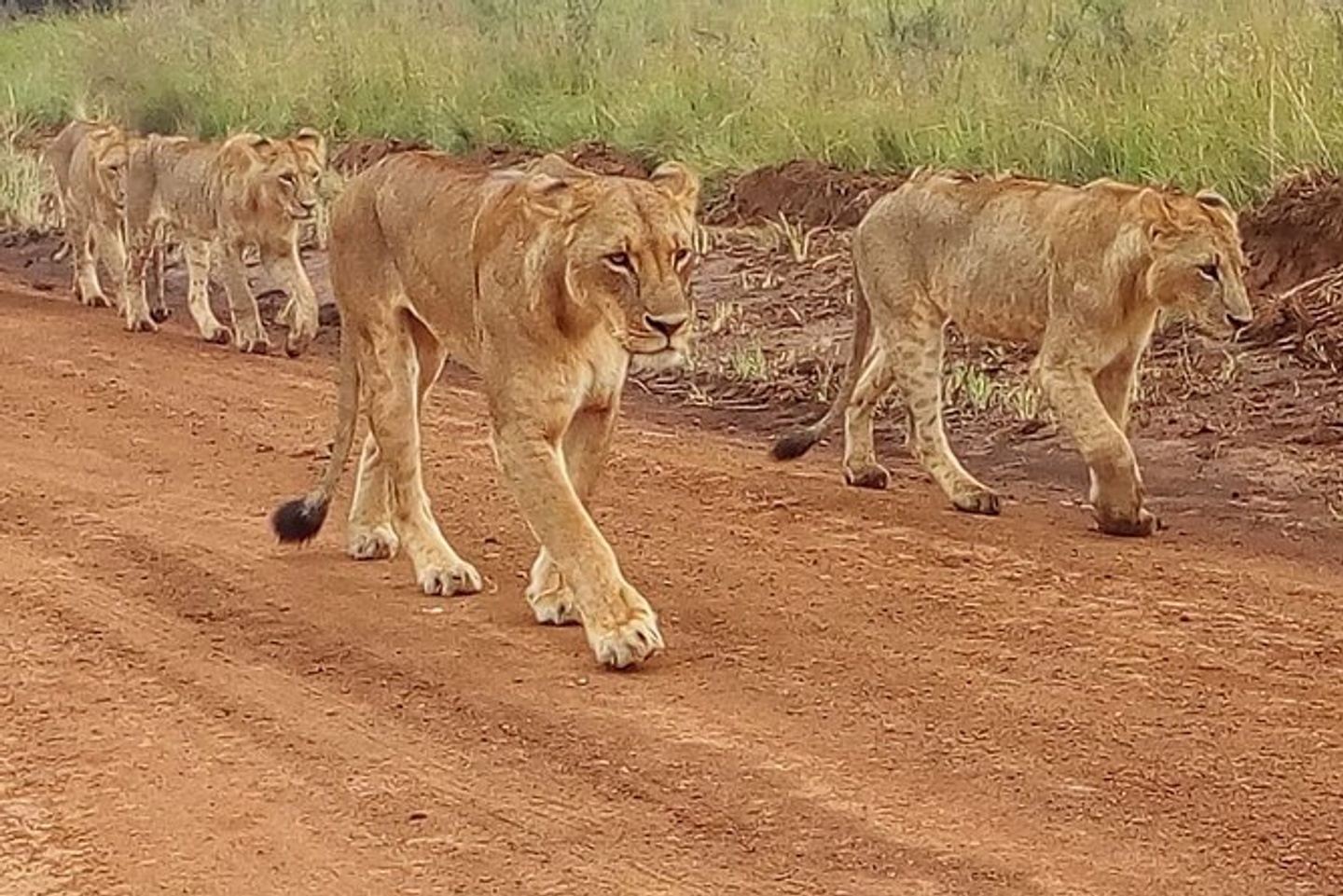 Kenya Coast  Luxury Tsavo East & Taita Hills Saltlick Safari 2024/2025