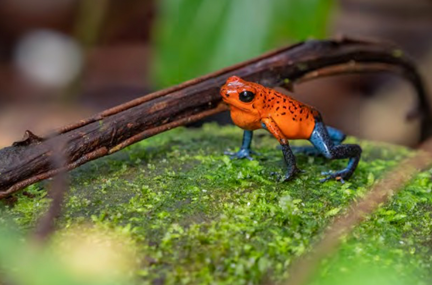 Costa Rica with Wyncote Audubon, 2025