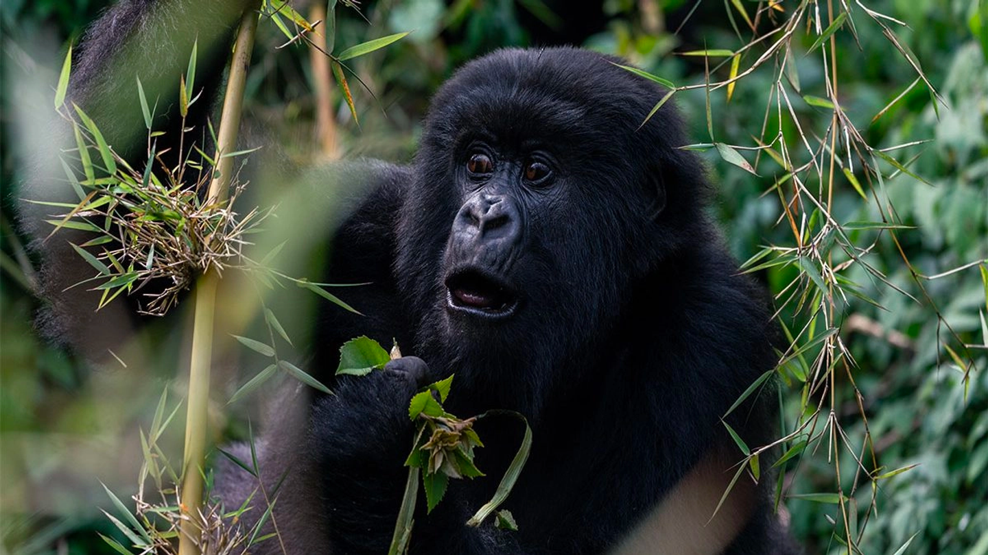 3 Days Mountain Gorilla tracking in Bwindi