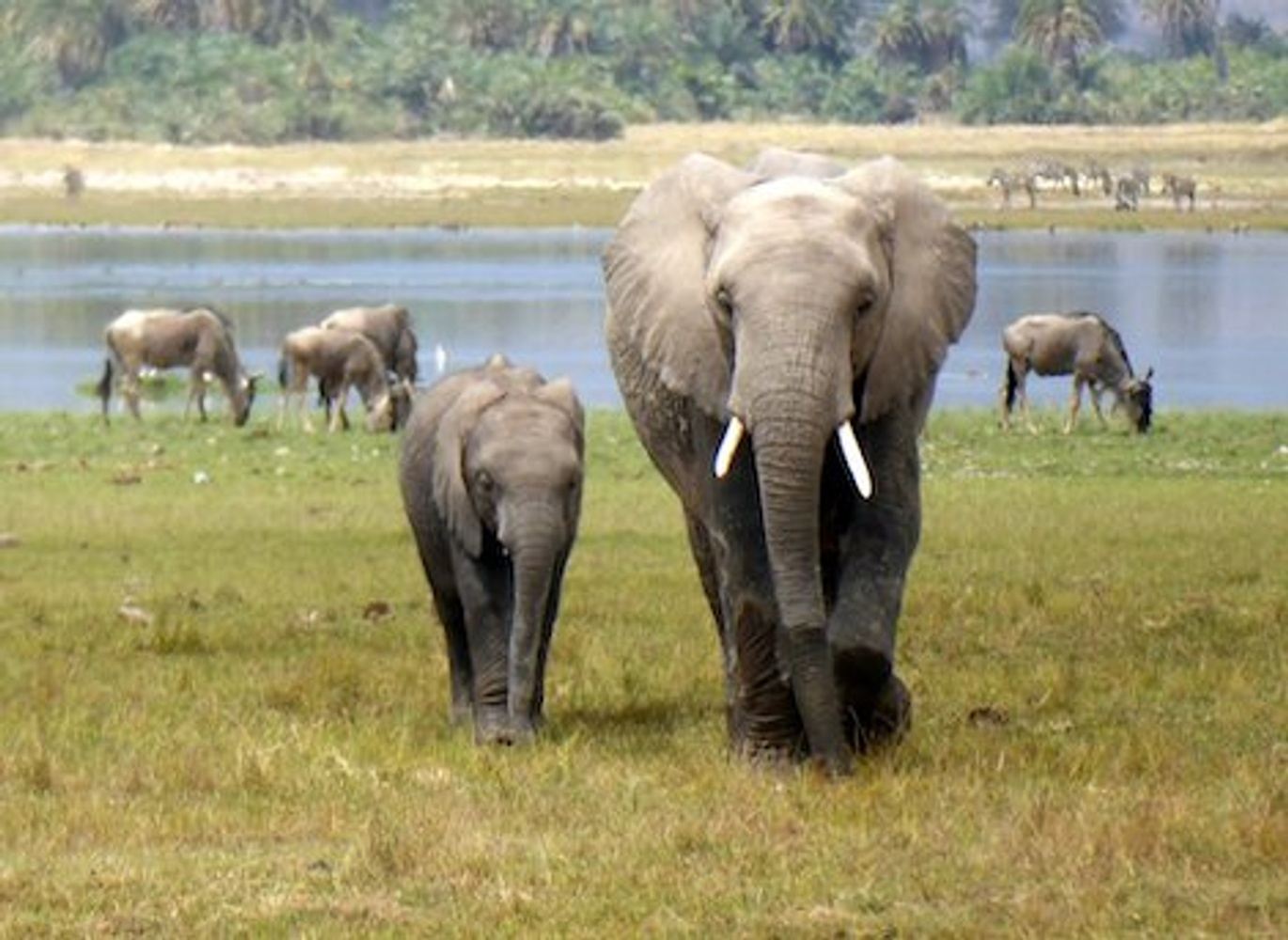 Amboseli National Park Safari-3 Days, 2 Nights (Peak Season)