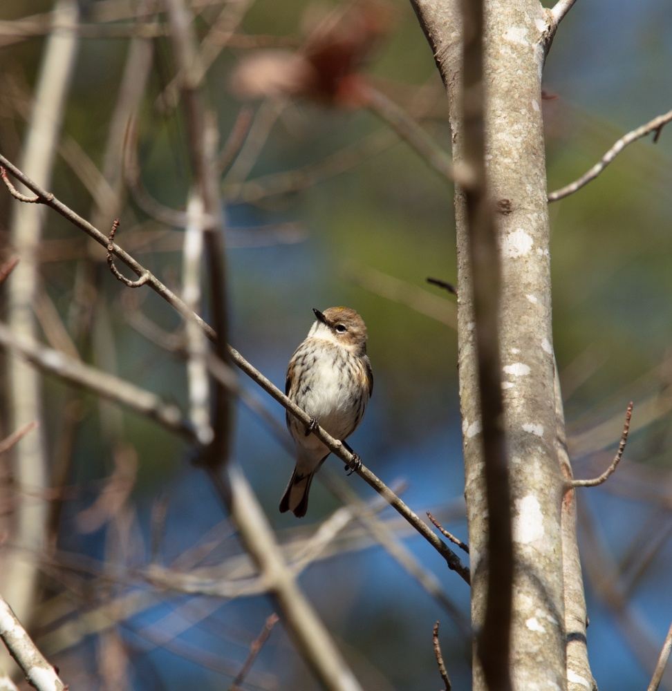 Bird watching at Bass Lake Park, Holly Spings N.C.