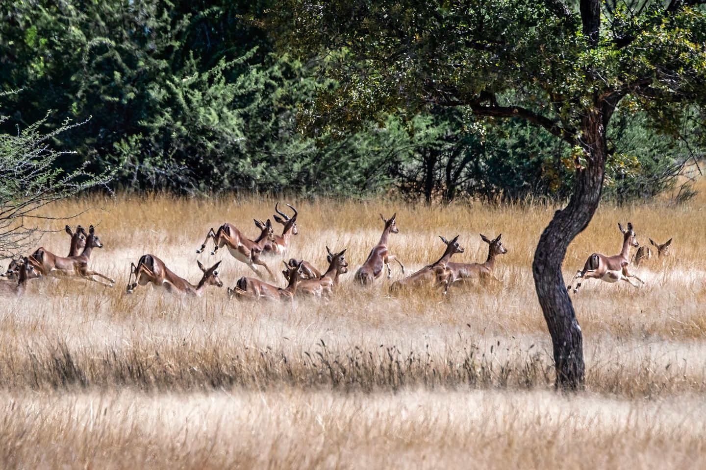 Etosha & Namib Safari - Namibia