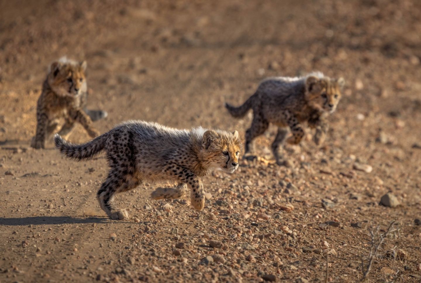 Madikwe Photo Safari, 26 July -2 August 2025