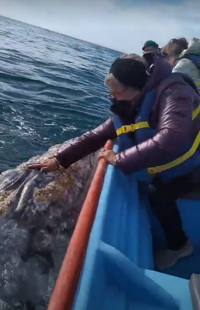 Viaje a La Paz con Ballenas