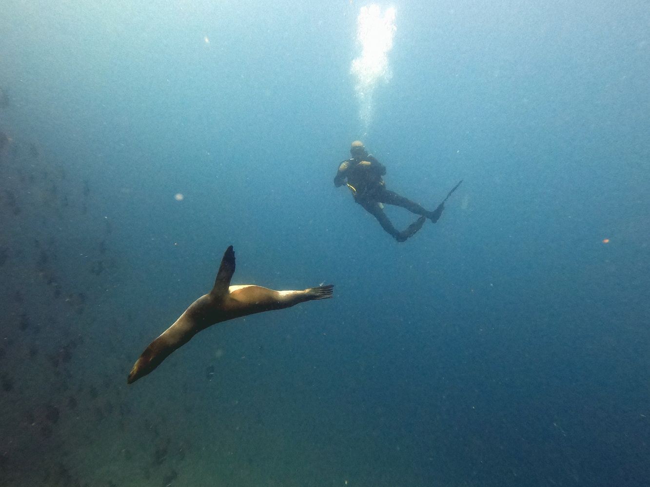 Daily Scuba Dive Trip in Santa Cruz, Galapagos, Ecuador