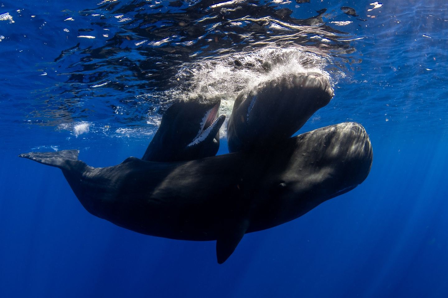 Swim with Sperm Whales, Dominica March 2023