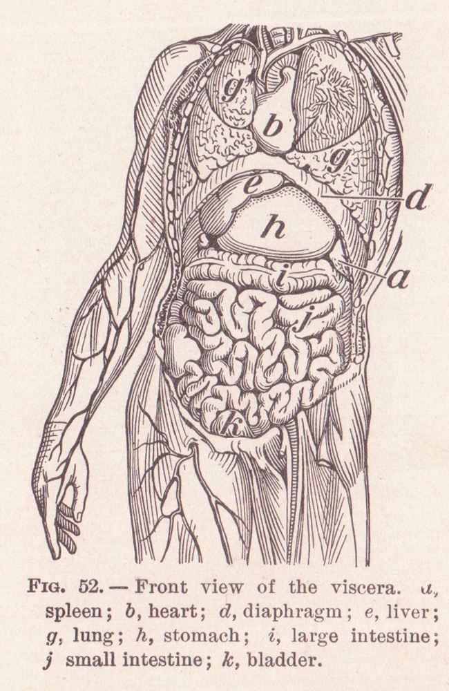 OGL (organs, glands, lymph)