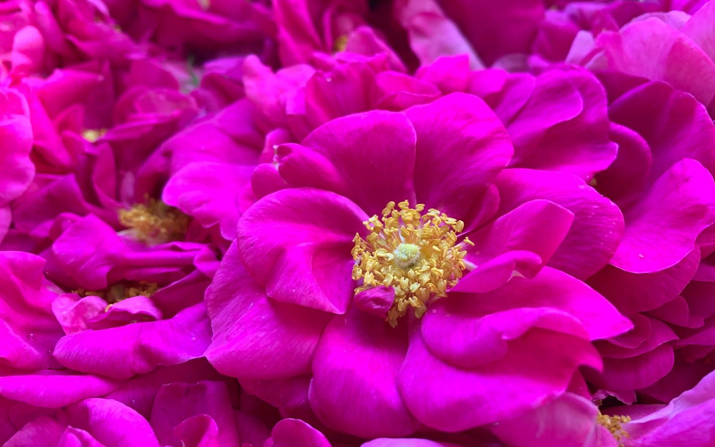 Skin Deep: Loving Herbal Care for Inner and Outer Beauty