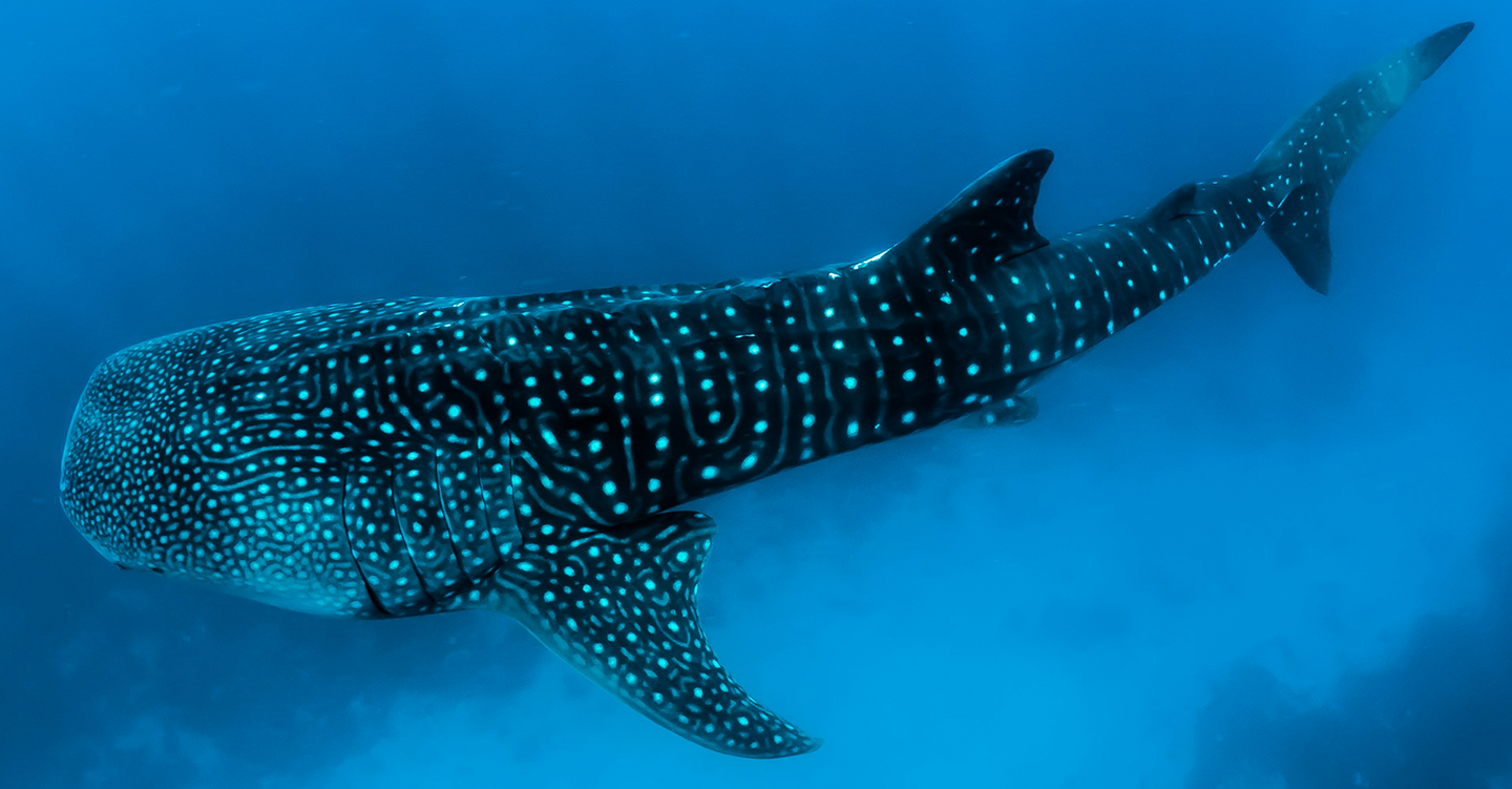 The Whale Shark Retreat