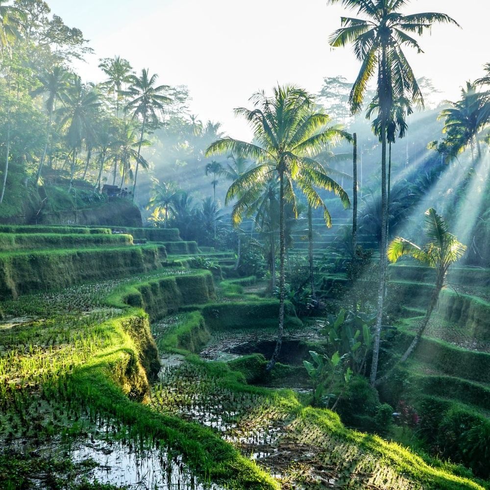 Full Day Bali Island Sightseeing Tour in Ubud, Kabupaten Gianyar, Bali