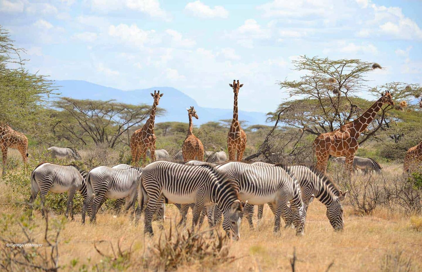 9 Days Samburu Reserve, Olpejeta Conservancy, Lake Nakuru & Masai Mara