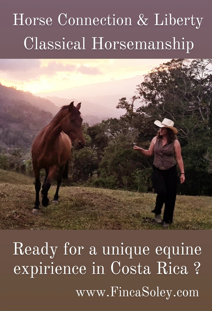 Horse Connection, Liberty and Yoga (Michael)