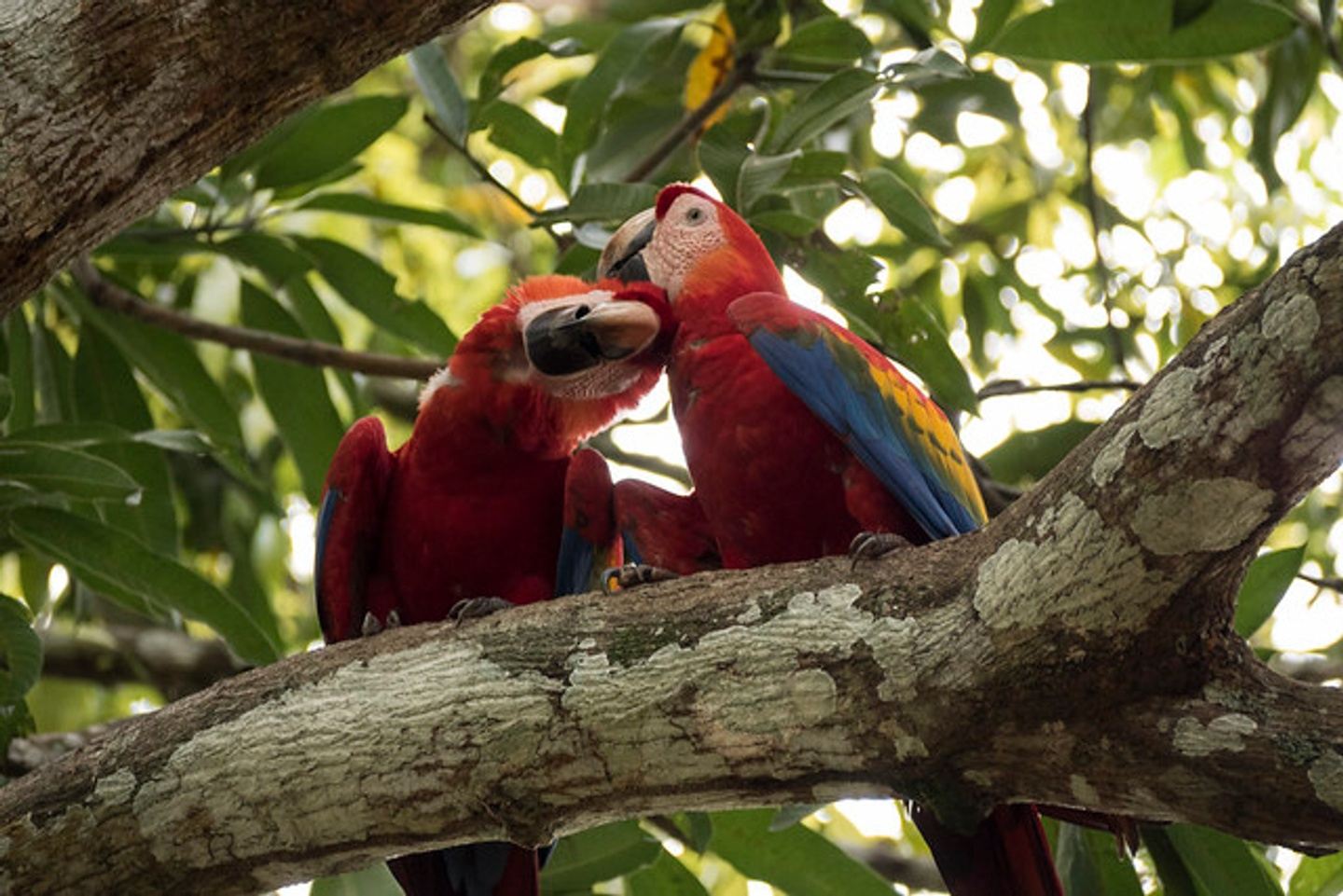 Scarlet Macaws