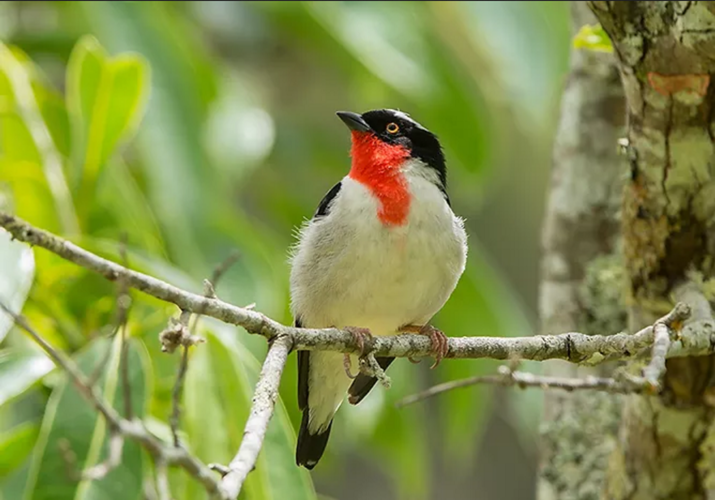 Cherry Throated Tanager Tour, Espirito Santo '24