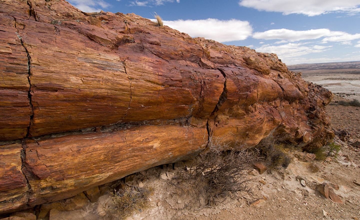 BOSQUE PETRIFICADO LA LEONA