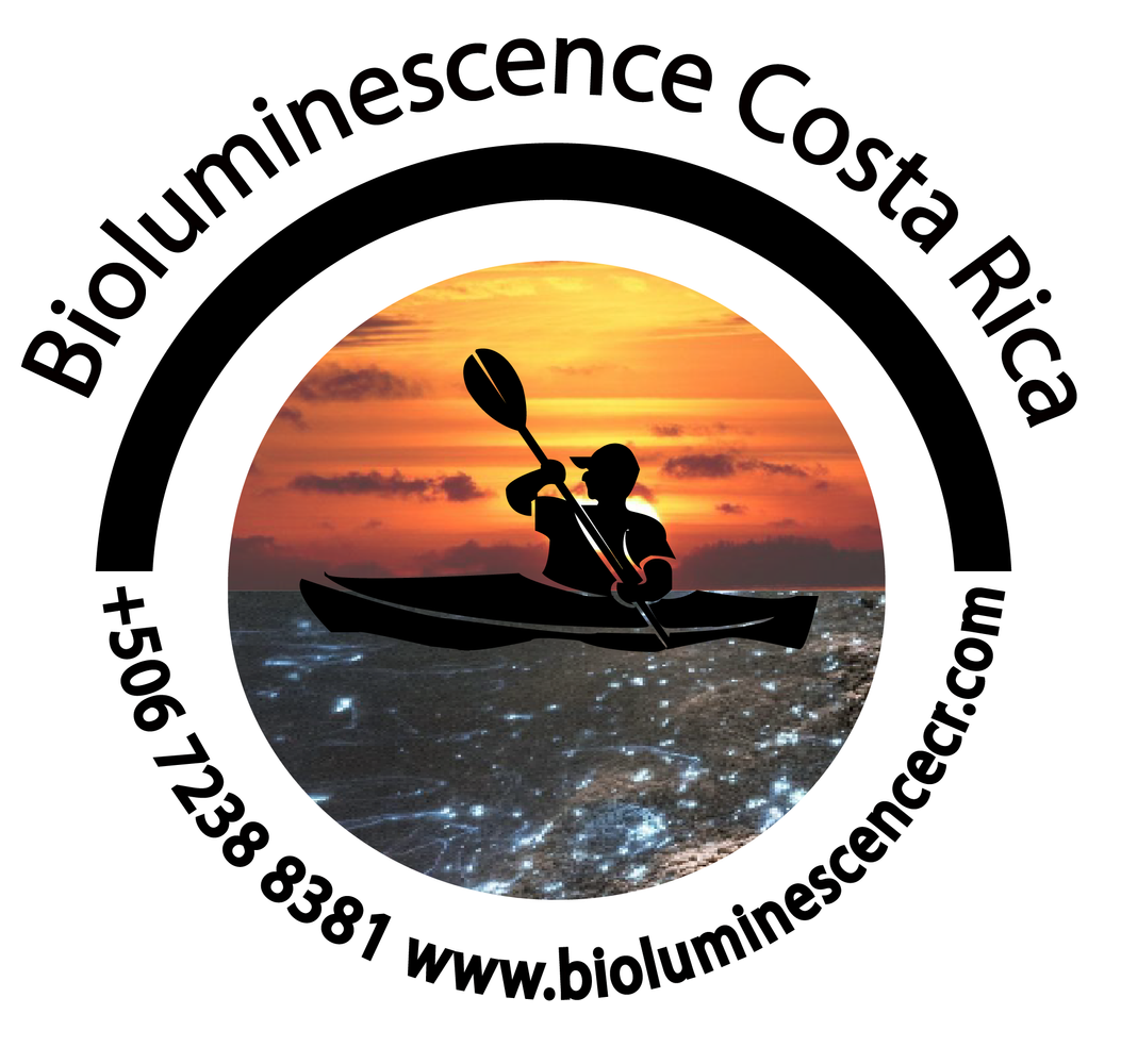 Bioluminescent Kayak Tour    special deal