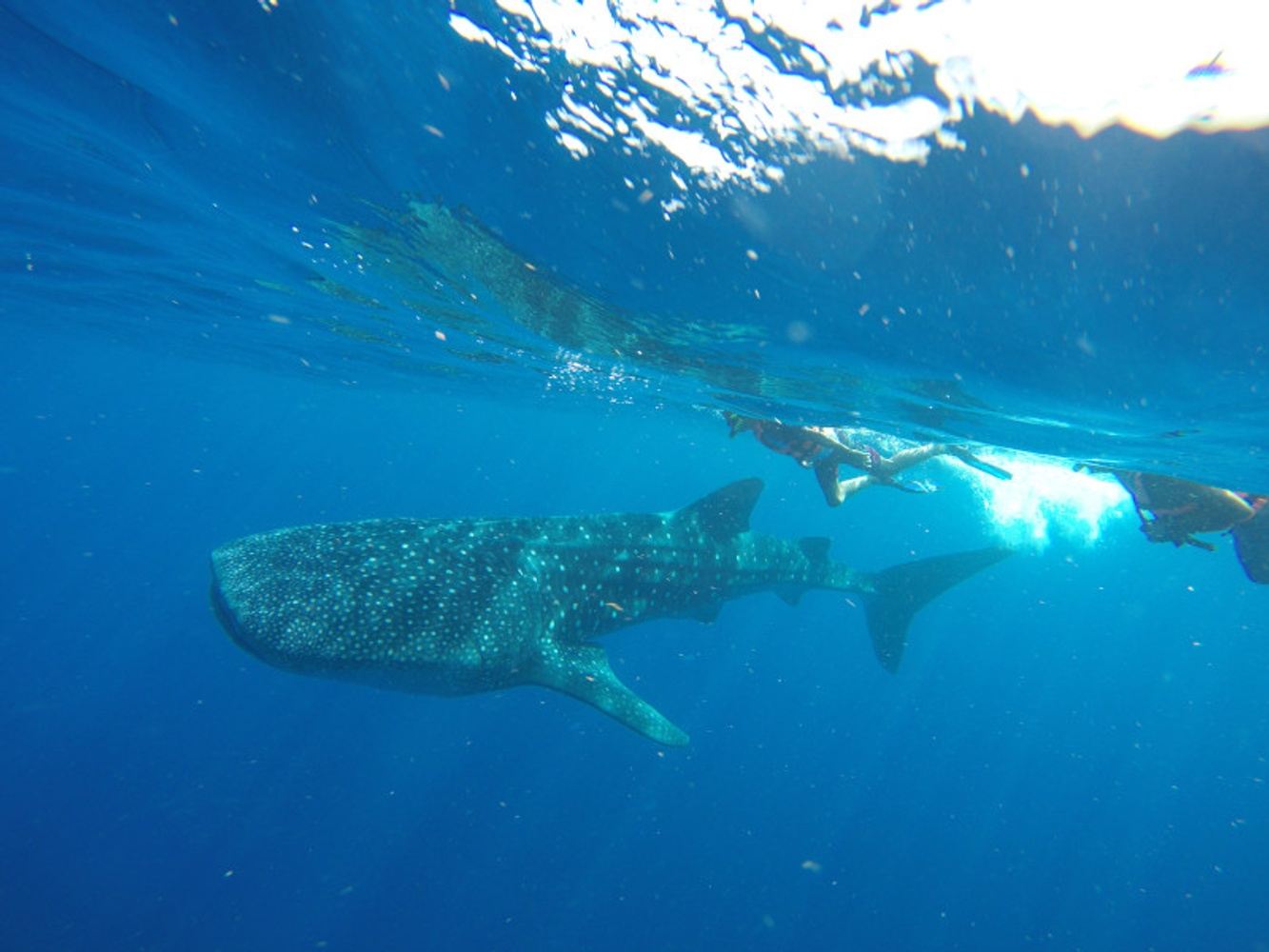 whale shark tour cancun reviews