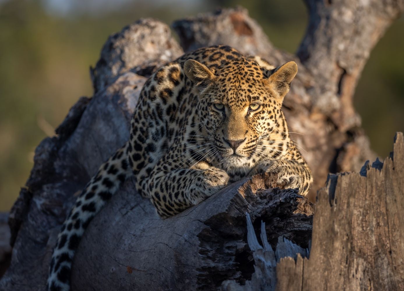 Sabi Sands Photographic Safari April 2025