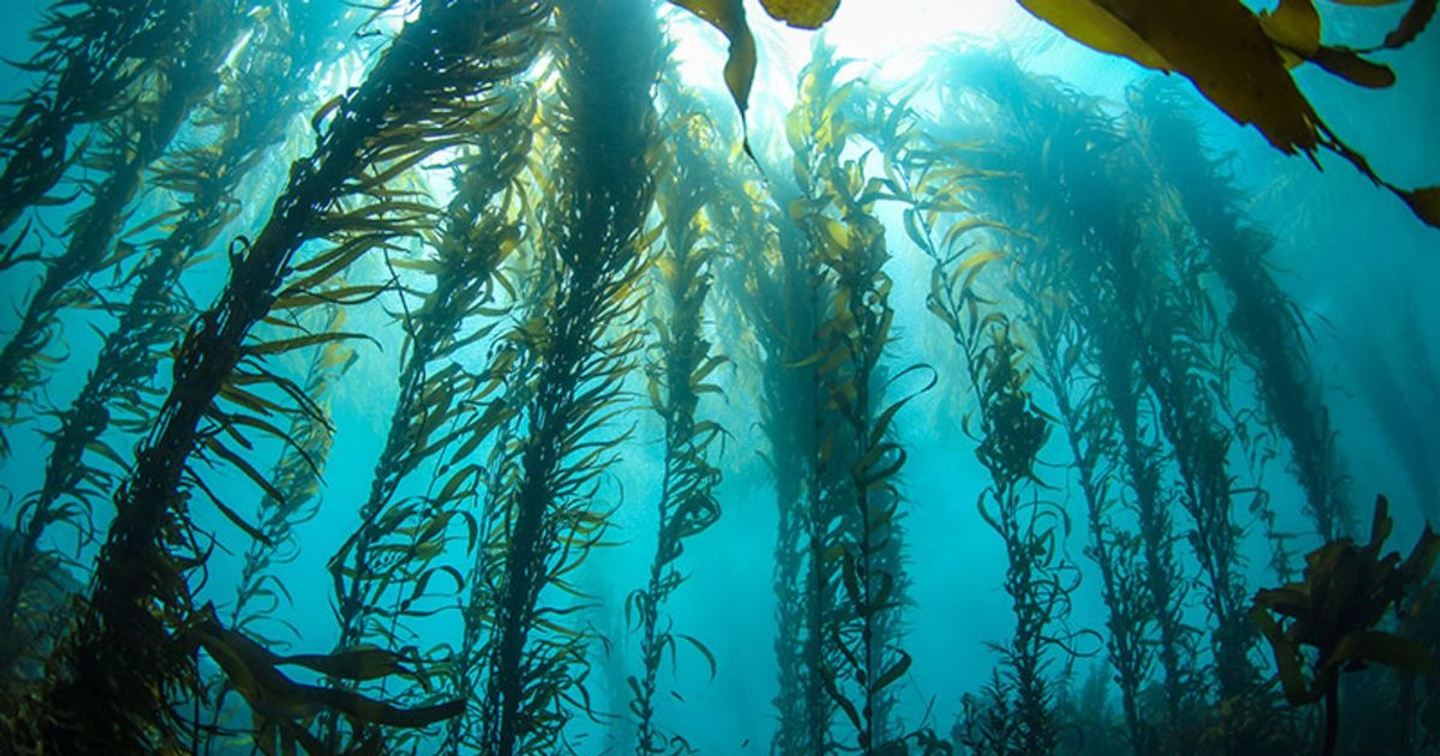 Monterey Bay Beachhopper II Boat Dives - November 30, 2024