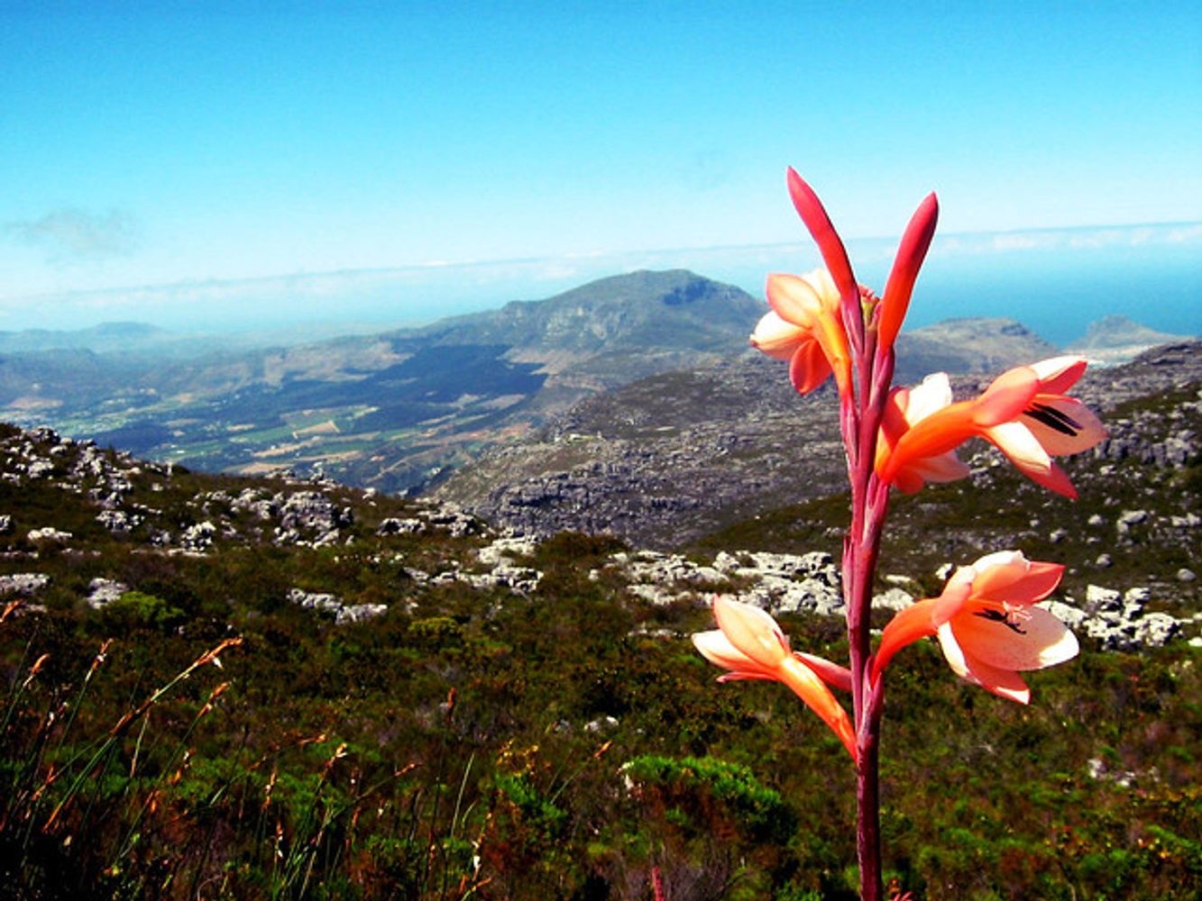 Fruits & Roots Spirit of Cape Town 2025