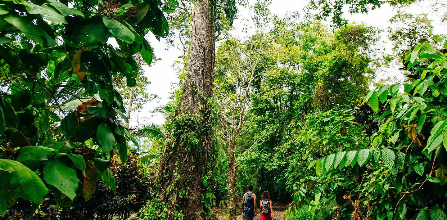 PARQUE NACIONAL CORCOVADO - Sendero el Tigre