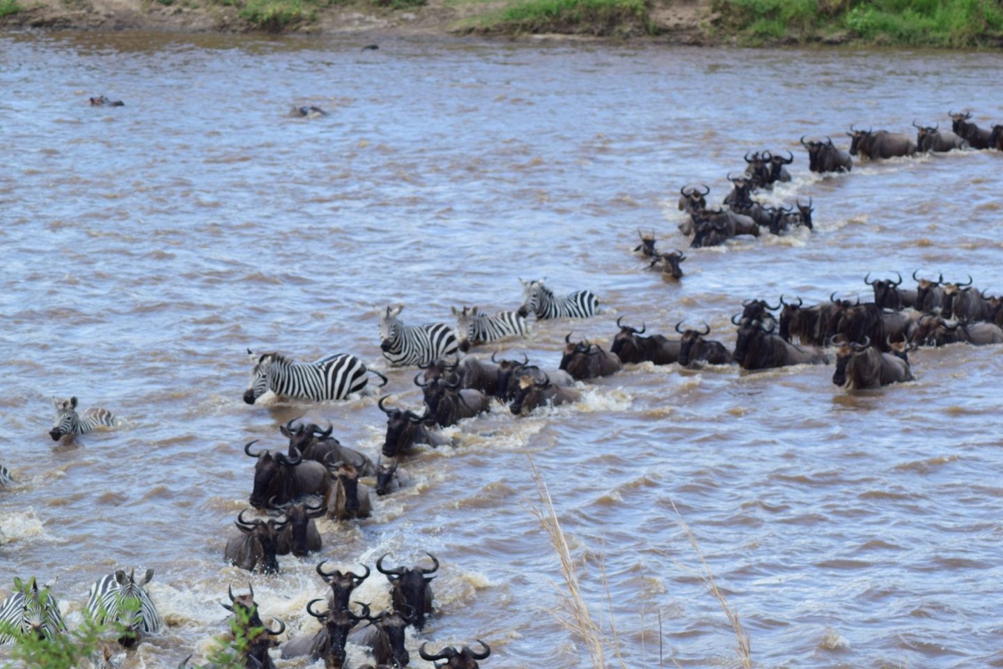 6 Days Mara River Serengeti   Migration Safari