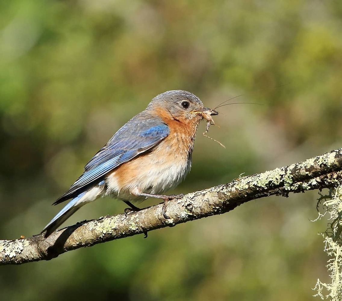 birding tour companies usa