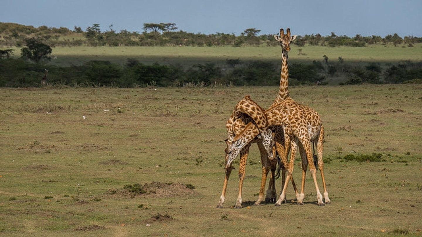Wildlife in Maasai Mara