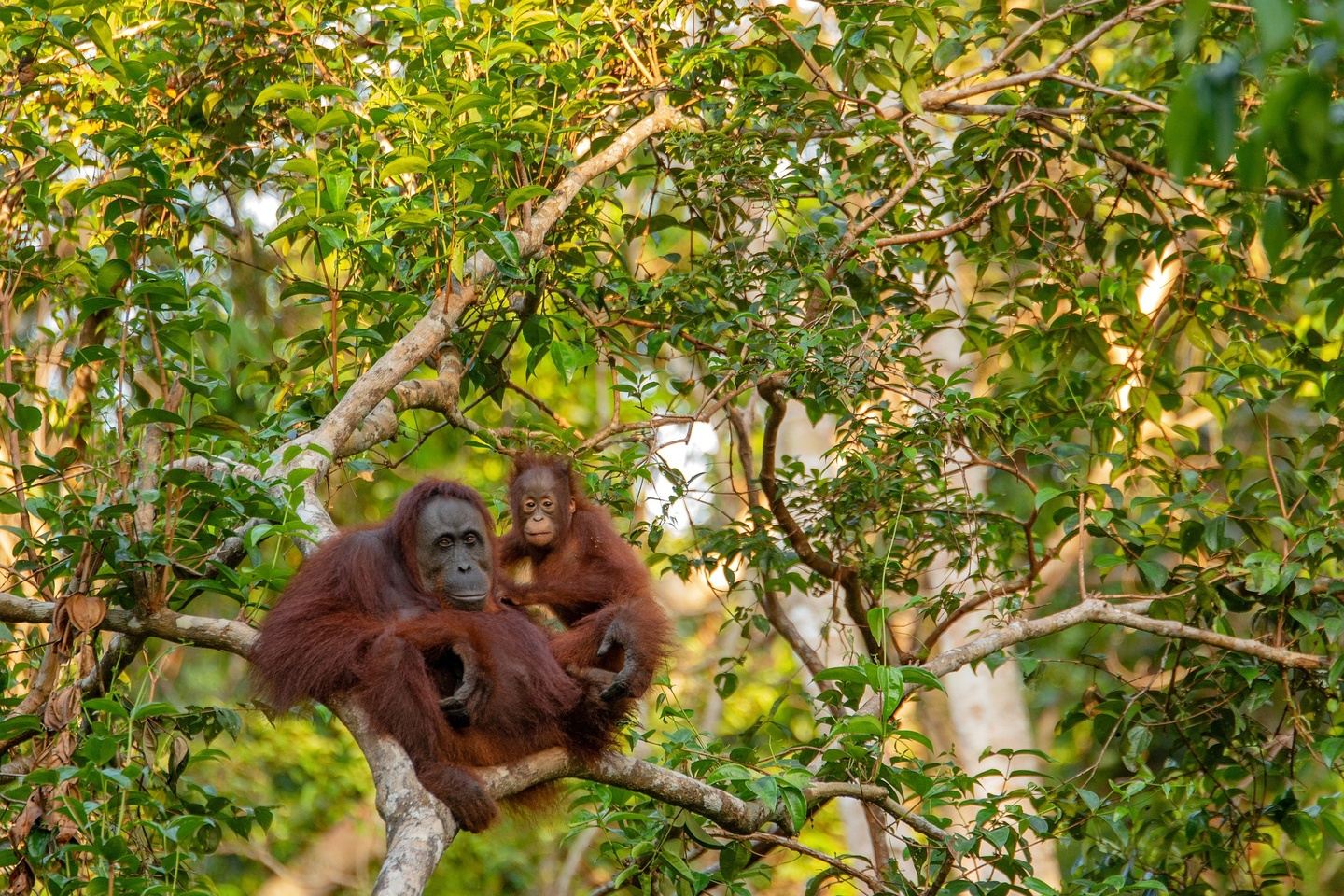 Borneo & Indonesia - Private Safari