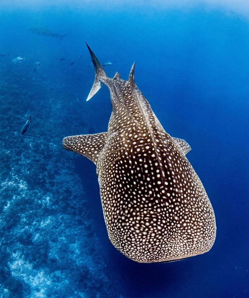 Whale Shark Safari