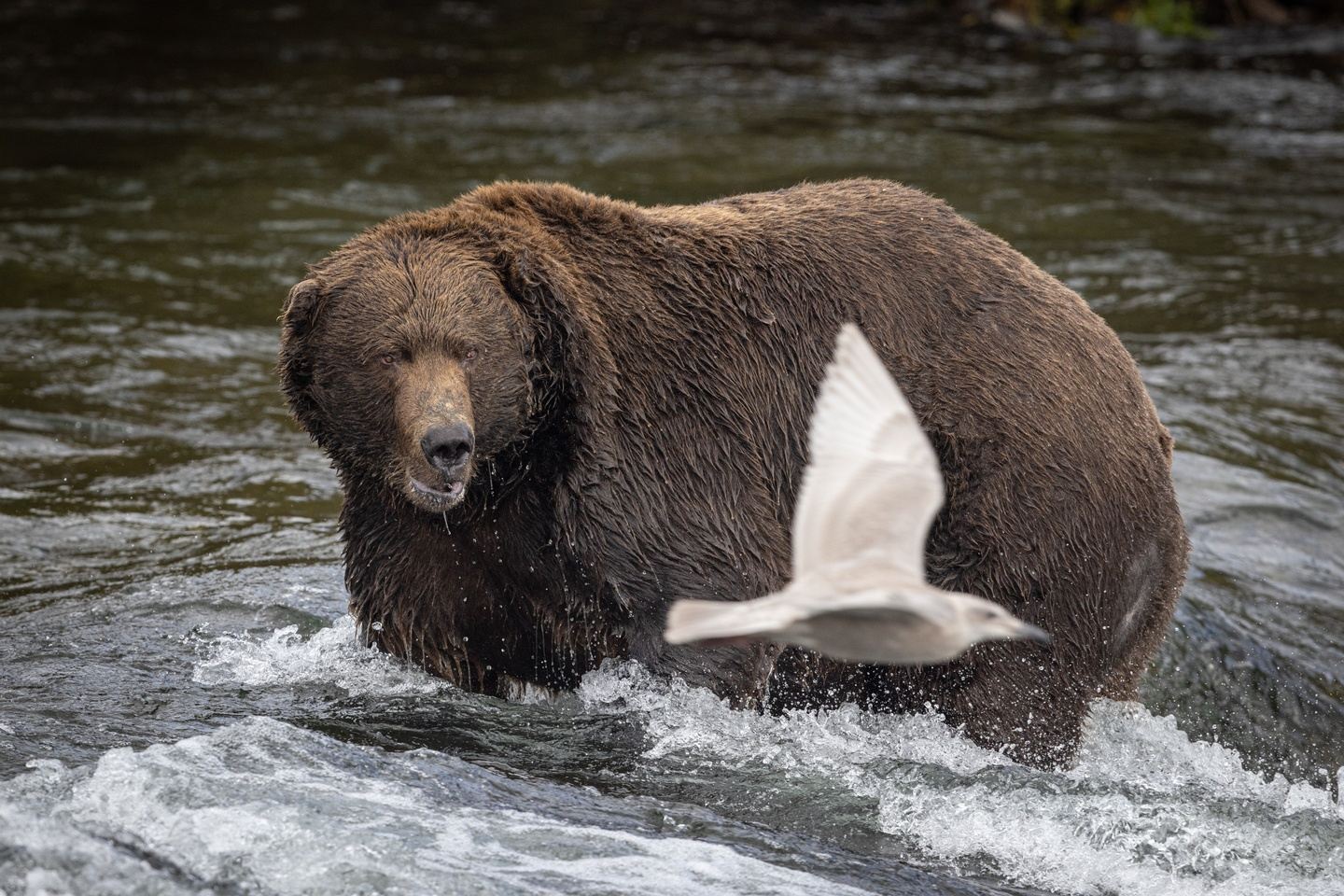 Fat Bears of Katmai 2024 in Katmai National Park, AK