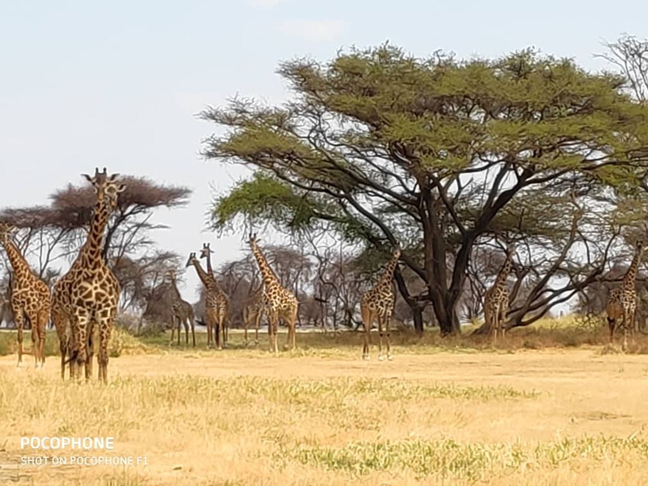6 days Tanzania Sharing  Safaris with affordable price