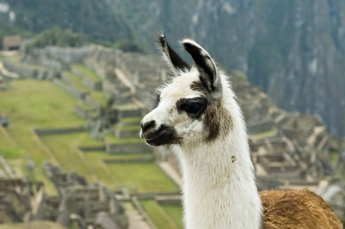Aguas Calientes - Machu Picchu 2d-1n