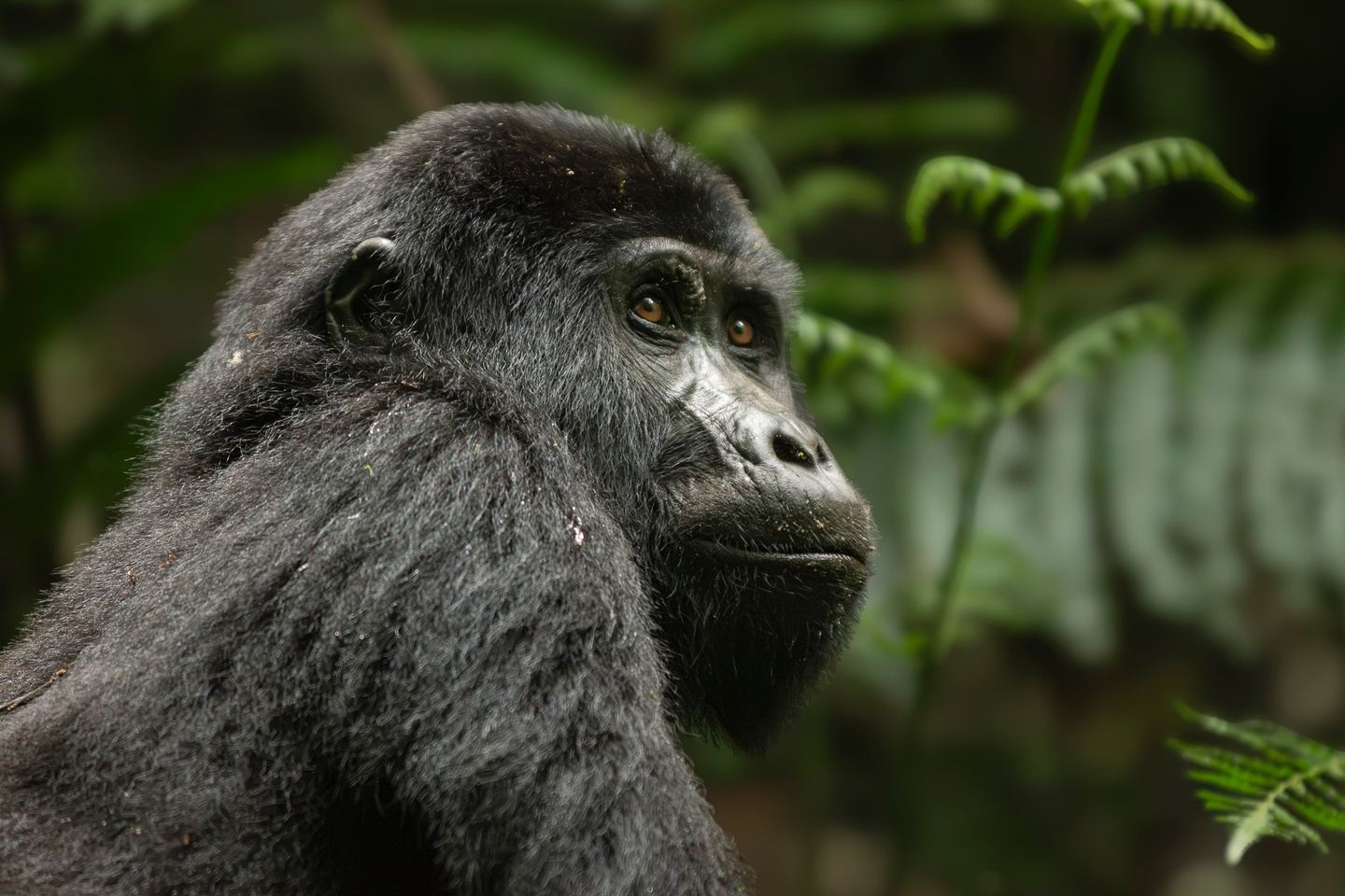 Uganda - Primates and birding 2024