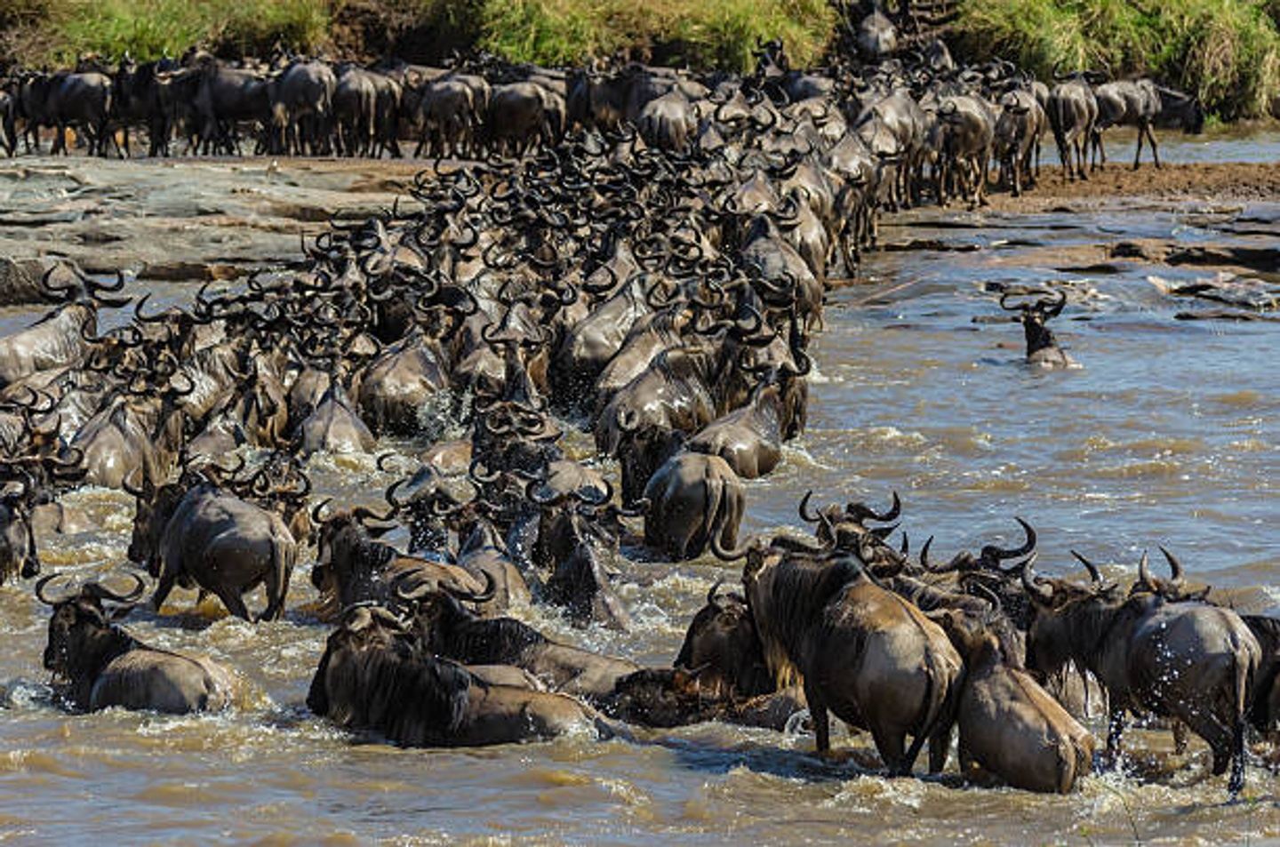 Best 6 Days Serengeti Migration - Calving Season Safari Package