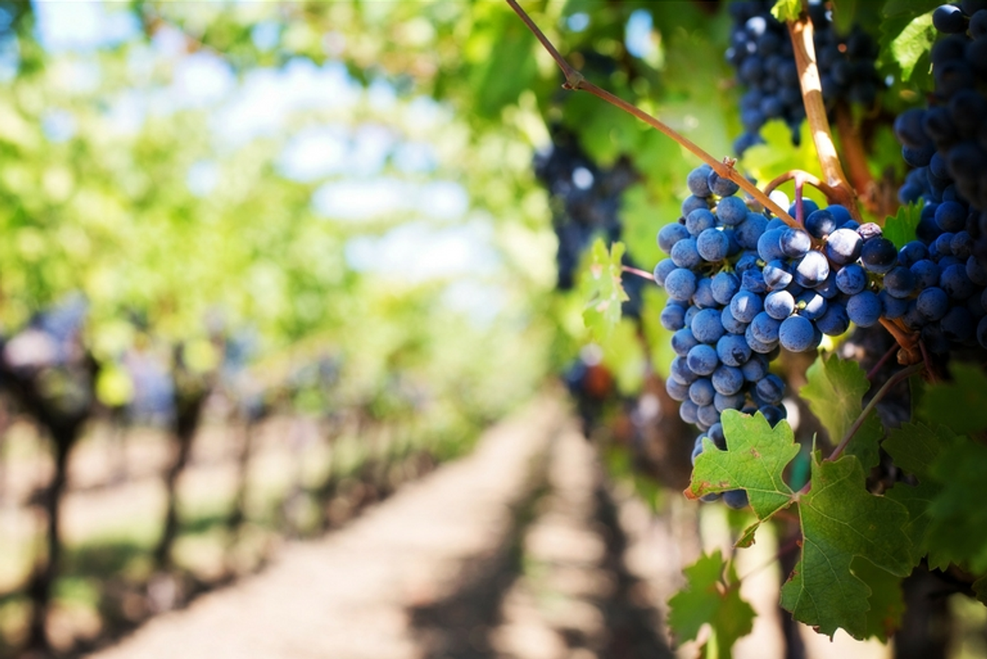 Unwind Amongst the Vines