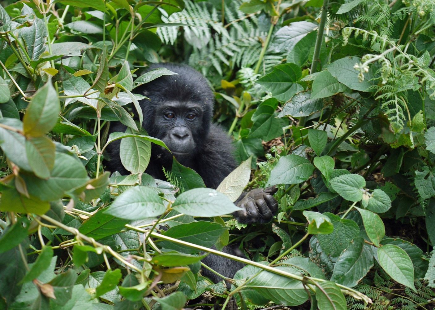 UGANDA - Gorilla & Chimpanzee Safari and Community Immersion