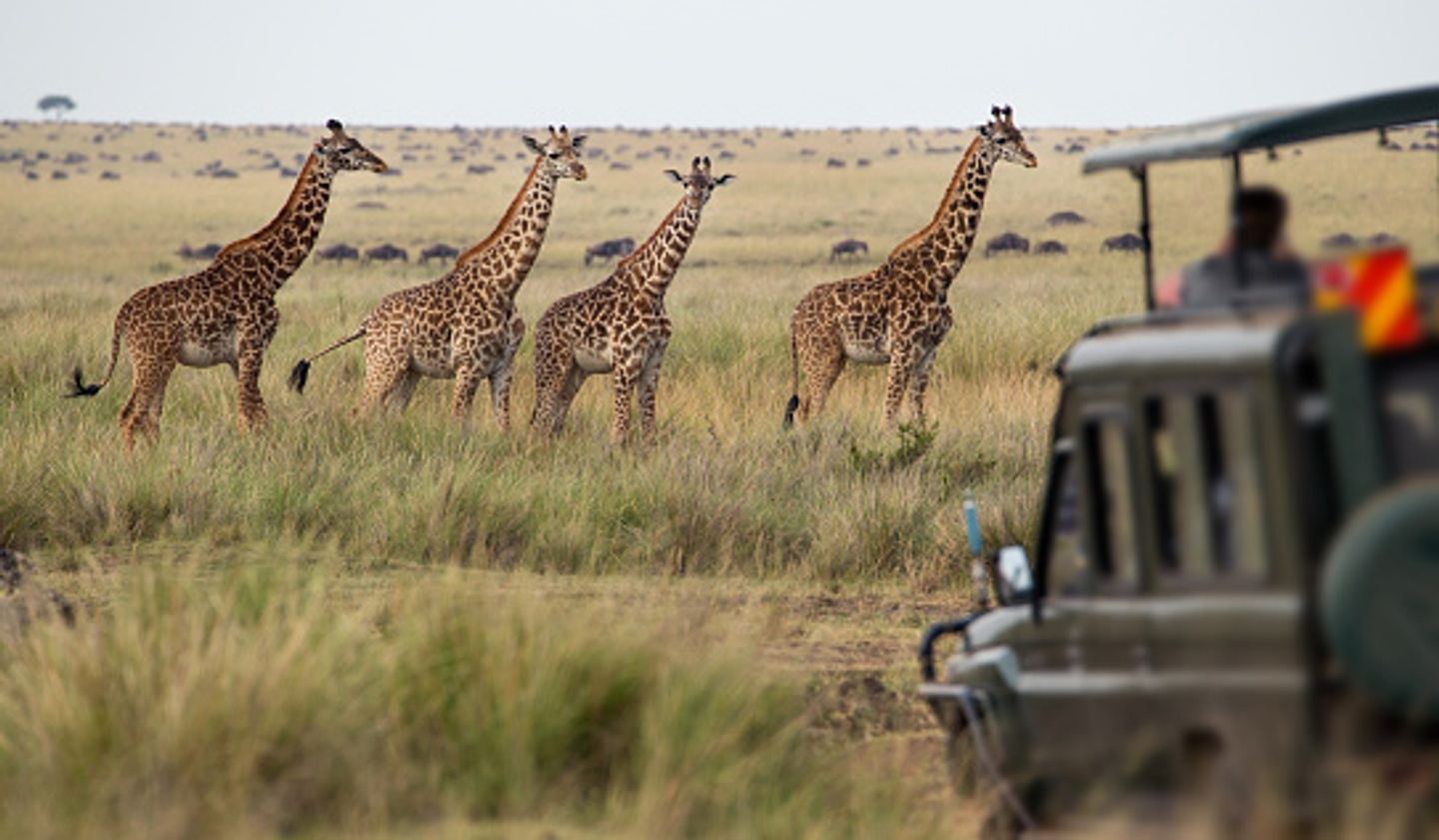 The greatest 6 days Tanzania big Migration Safari