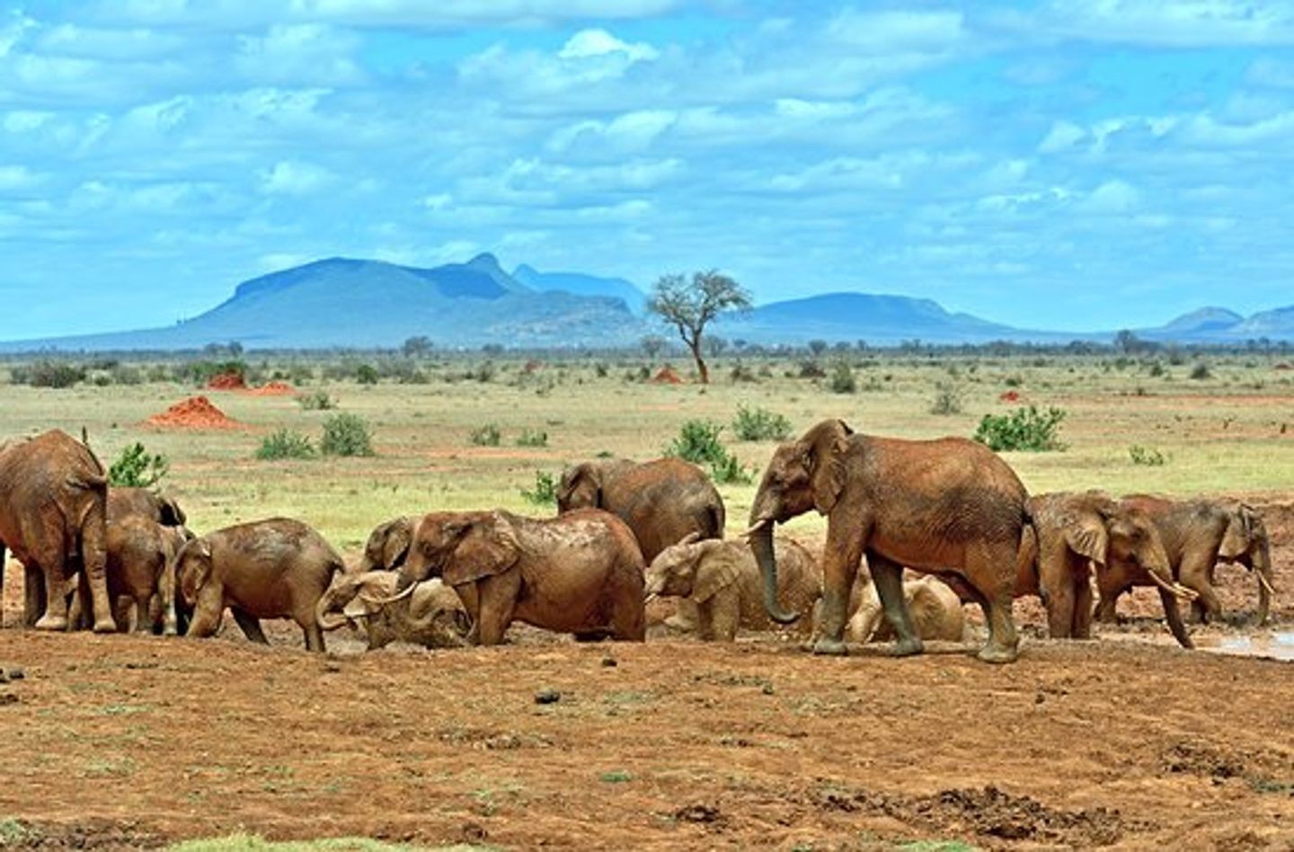 Kenya - 1  Day Tsavo East National Park - The Lunatic Express